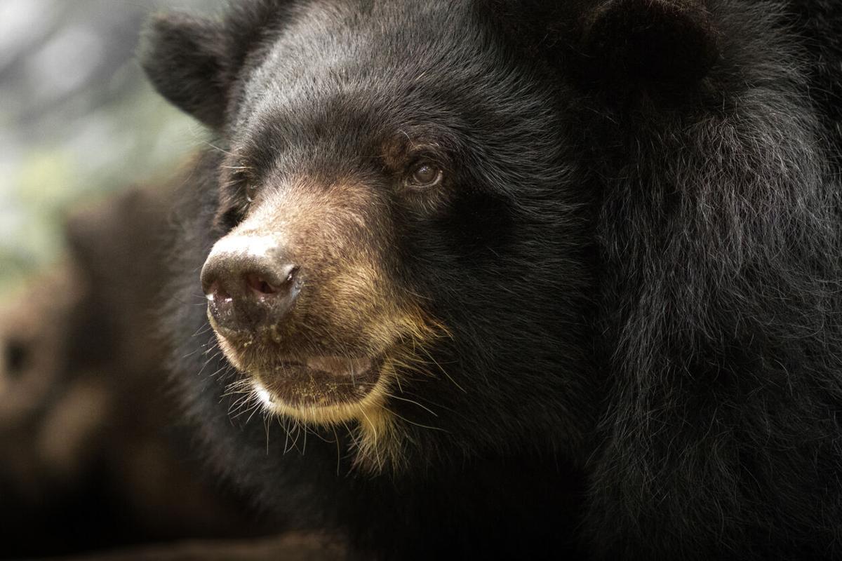 Bear spotted on the loose at Olympic softball stadium