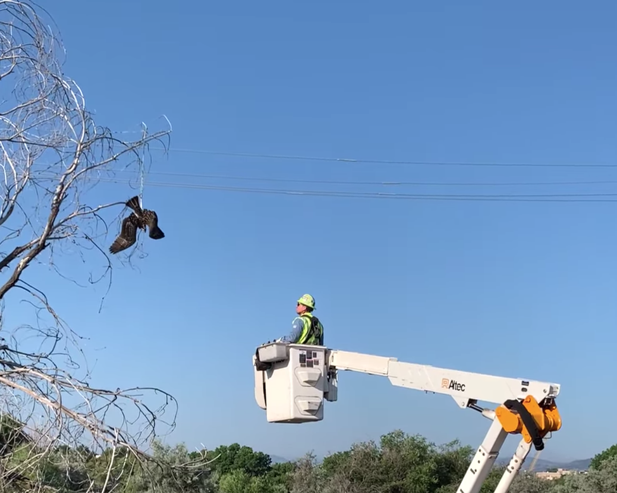 [VIDEO] Tangled osprey found hanging upside from tree in Colorado