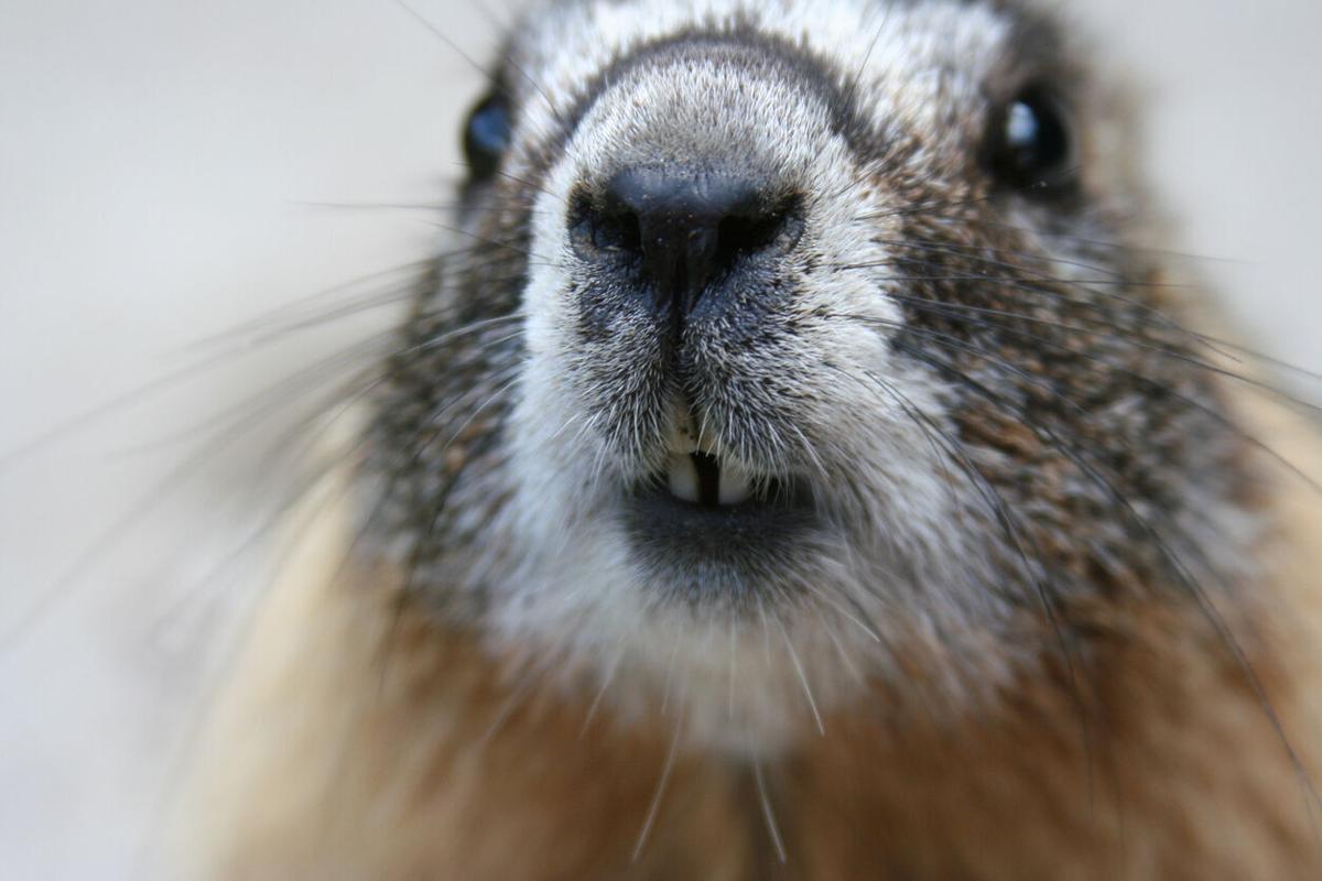 Marmot hitches 600-mile ride from Colorado mountain town to Arizona