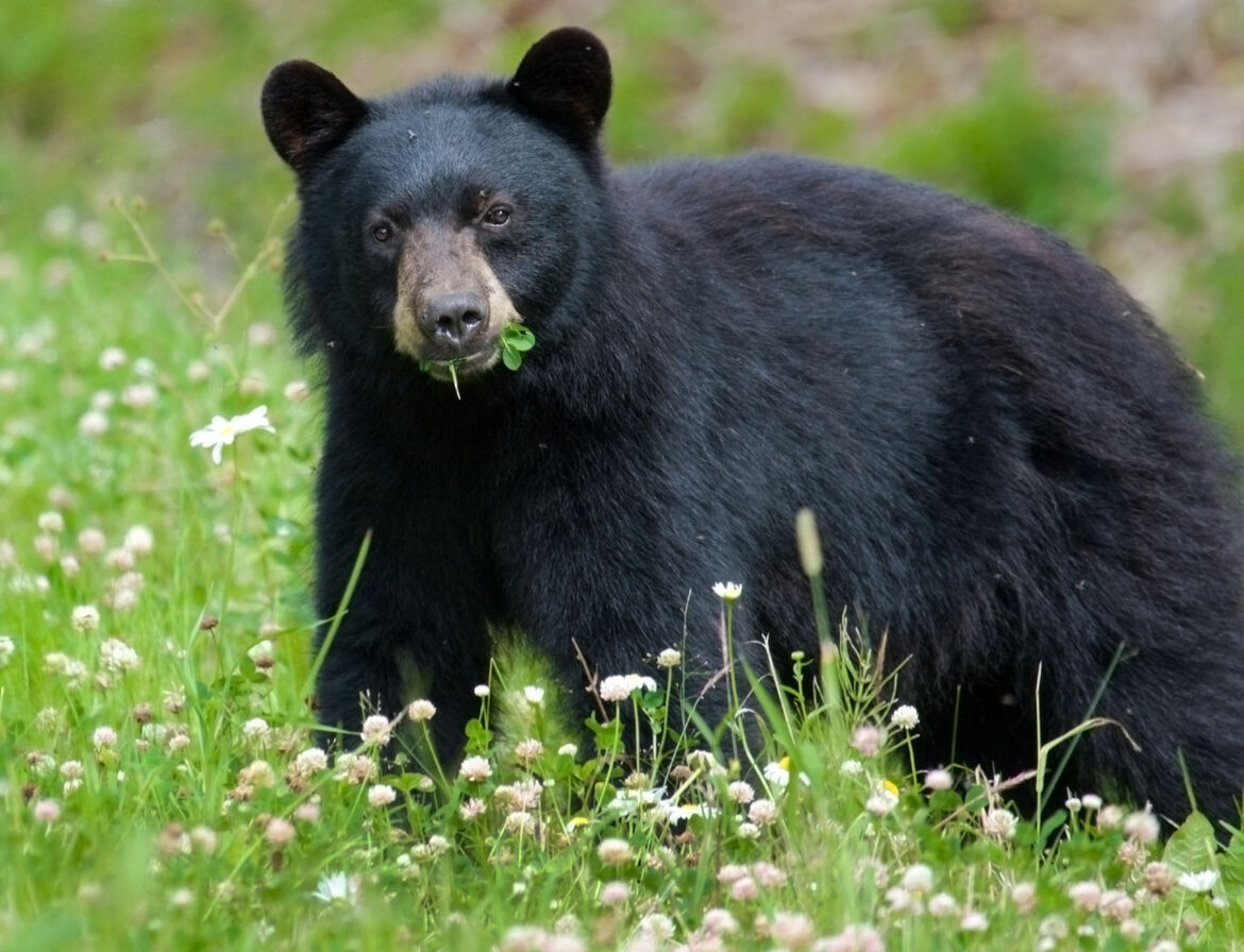 [VIDEO] Bear and dog caught ‘playing’ together in Vermont backyard garden