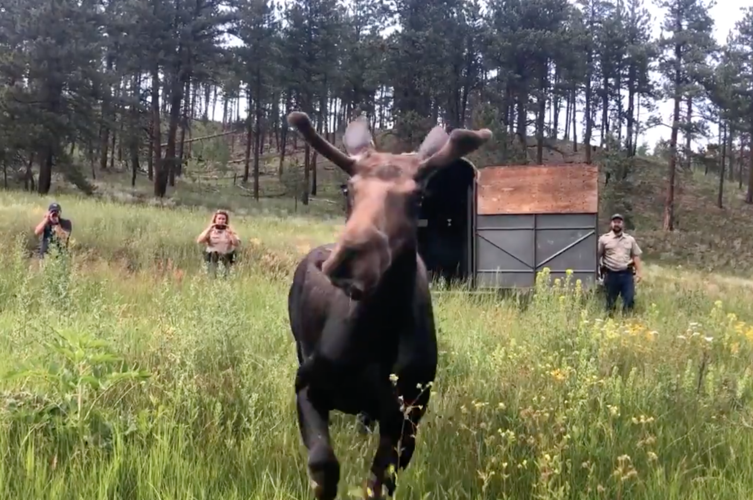 Video screenshot courtesy of Colorado Parks and Wildlife.