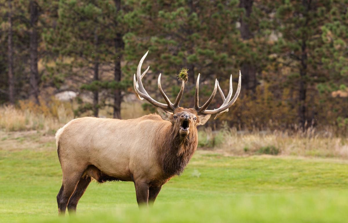 [VIDEO] Child gets dangerously close to bull elk at Colorado national park