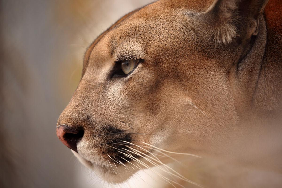 [VIDEO] Dirt biker nearly collides with mountain lion on Oregon trail