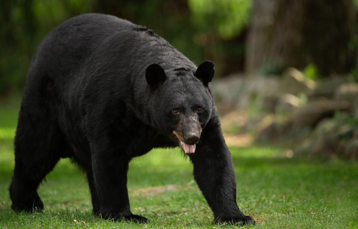 [WATCH] Bear caught on camera stealing Amazon package from front porch