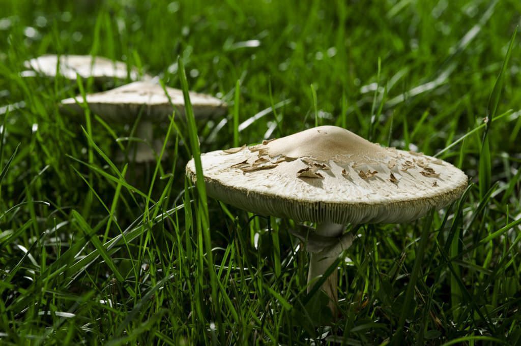 Poisonous Mushrooms in a lawn, Chlorophyllum molybdites, some common names of false parasol or green-spored parasol. It is commonly confused with the shaggy parasol; and is the most commonly consumed poisonous mushroom in North America. Photo Credit: cmannphoto (iStock).