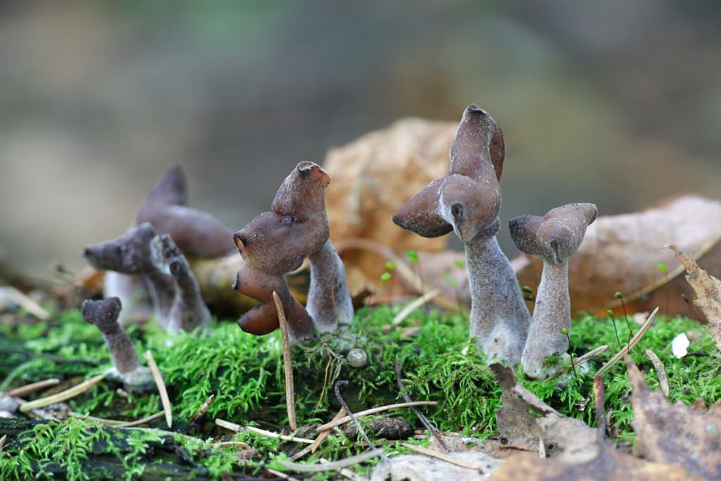 Gyromitra infula, commonly known as the hooded false morel or the elfin saddle. Photo Credit:hekakoskinen (iStock).