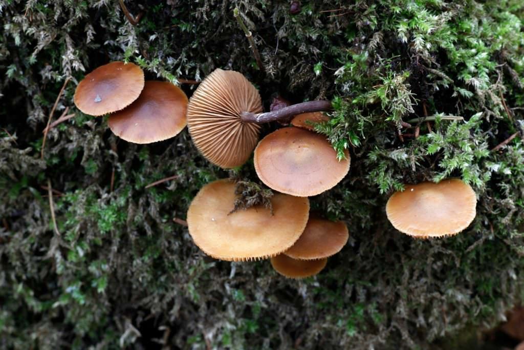 Galerina marginata, a deadly poisonous wild mushroom. Photo Credit:hekakoskinen (iStock).