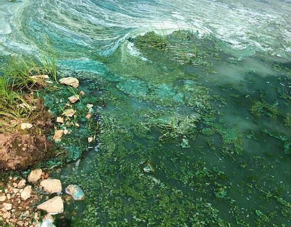 Health officials warn of potentially deadly algae in Colorado reservoir