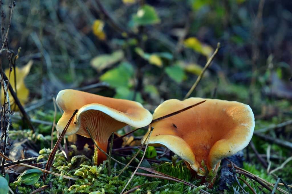 False chanterelle hygrophoropsis aurantiaca mushrooms. Photo Credit: Adam88xx (iStock).