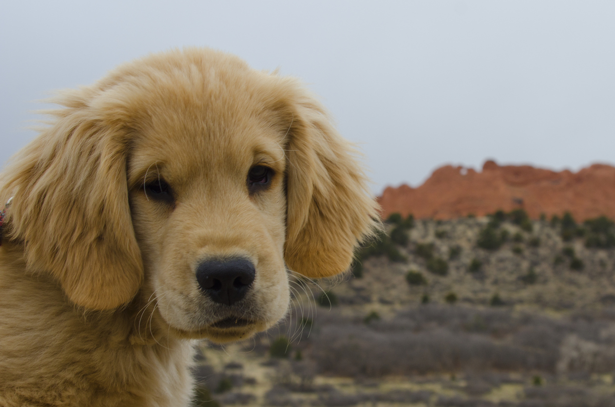 A Golden Retriever at Garden of the Gods park near Colorado Springs, Colorado. Photo Credit: chapin31 (iStock). (chapin31)
