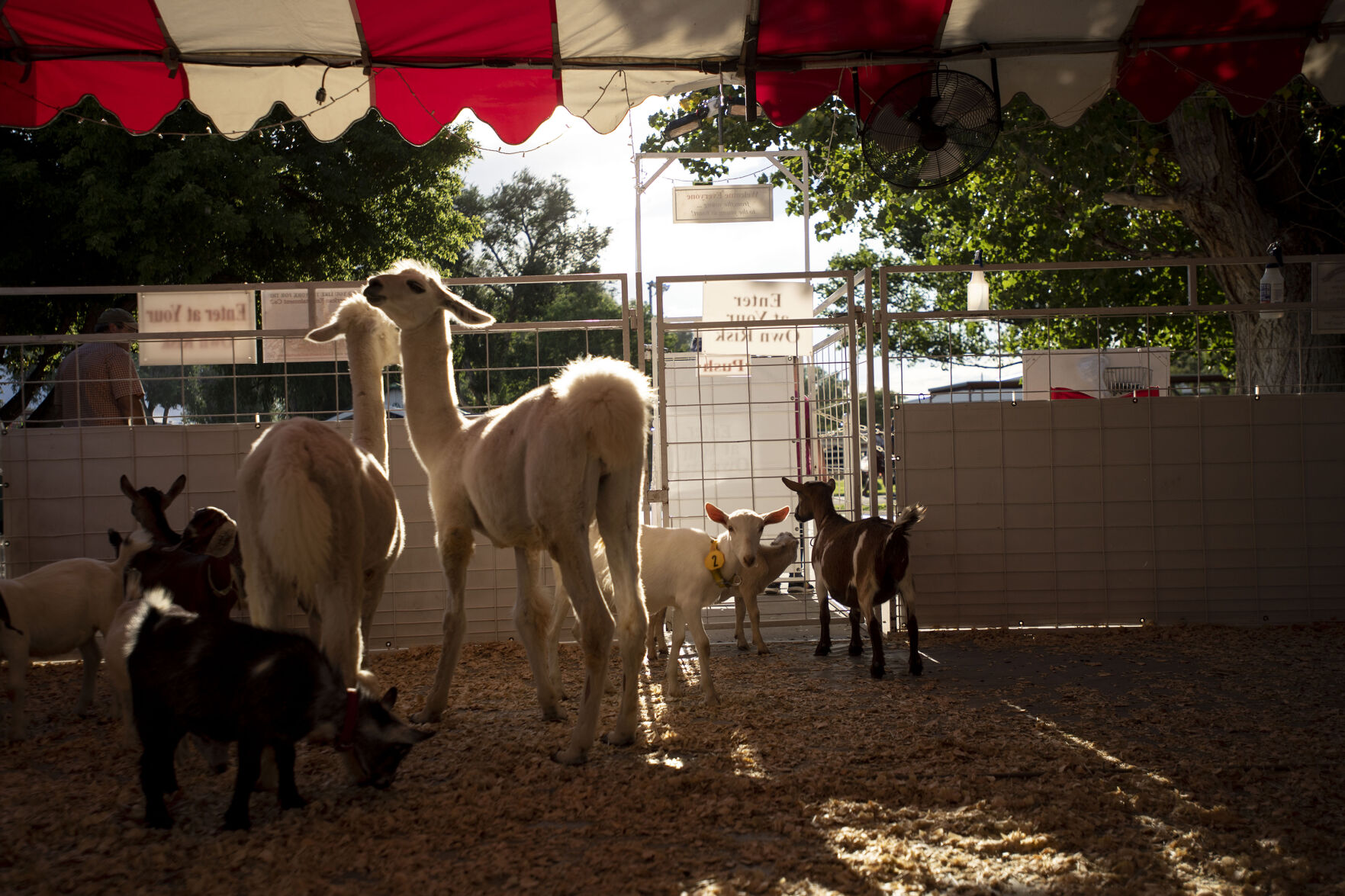 A variety of animals at the Petting Zoo during the Colorado State Fair in Pueblo, Colo., on Friday, August 27, 2021. The fair kicked off on Friday and runs through Sept. 6. at the Colorado State Fairgrounds. (Chancey Bush/ The Gazette) (Chancey Bush/ The Gazette)
