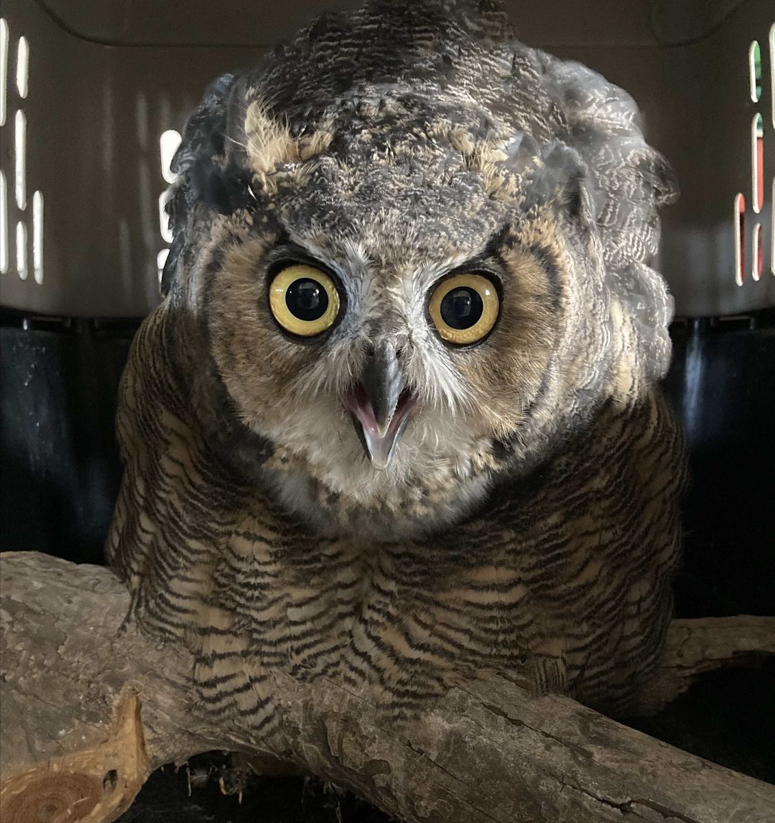 Nest of owls saved by construction worker in Gunnison released into wild