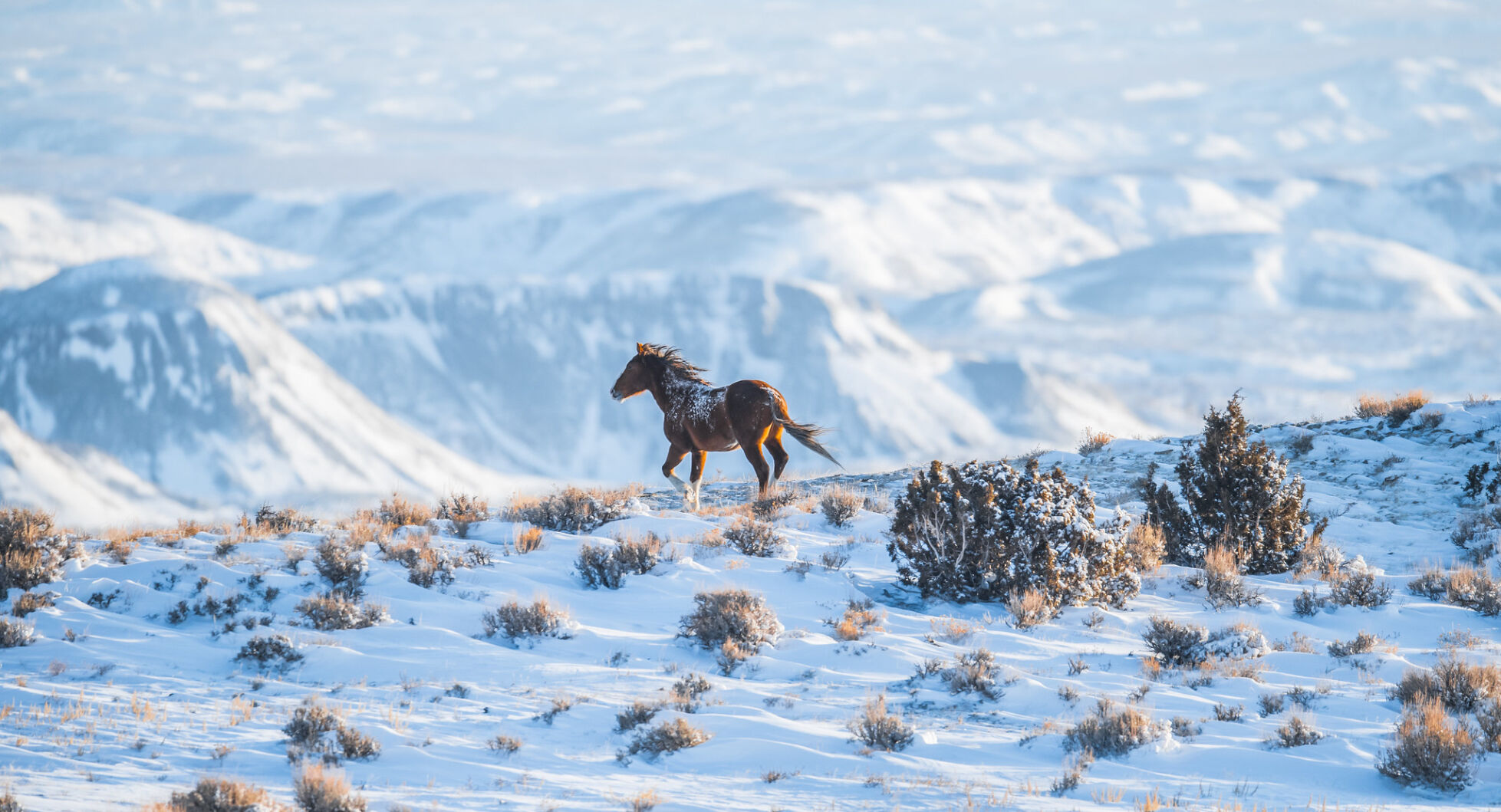 Freedom, a wild mustang stallion, roams through the Sand Wash Basin area in Moffat County last winter. Photo courtesy Scott Wilson of WilsonAXPE Photography. (Scott_Wilson)