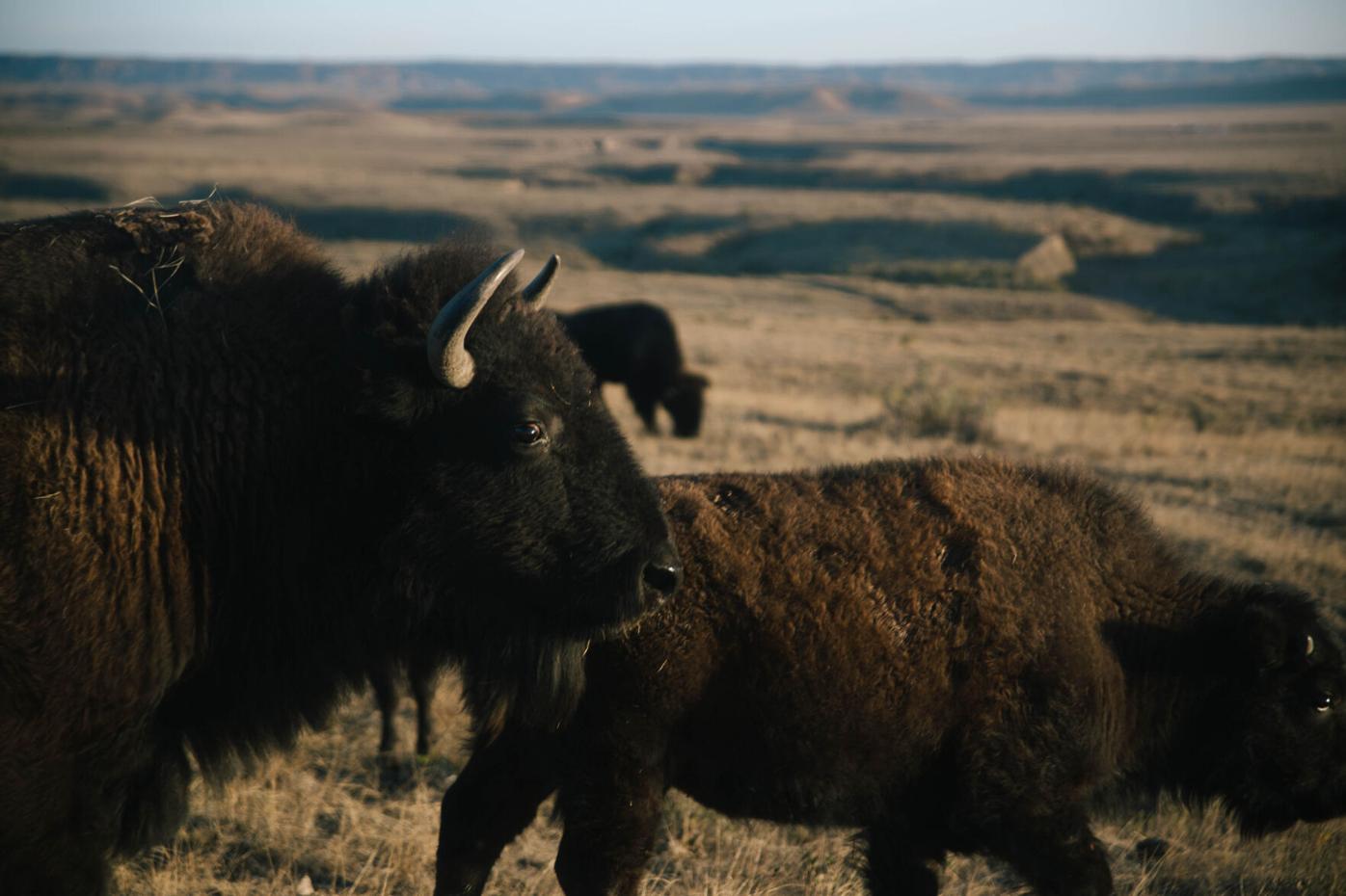 bison 1.jpg