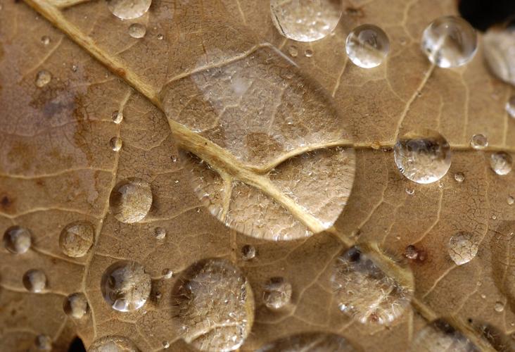 A rain-soaked leaf lies on the Barr Trail Tuesday, April 5, 2005 as a spring storm begins to hit Pikes Peak. Photo by Christian Murdock/The Gazette