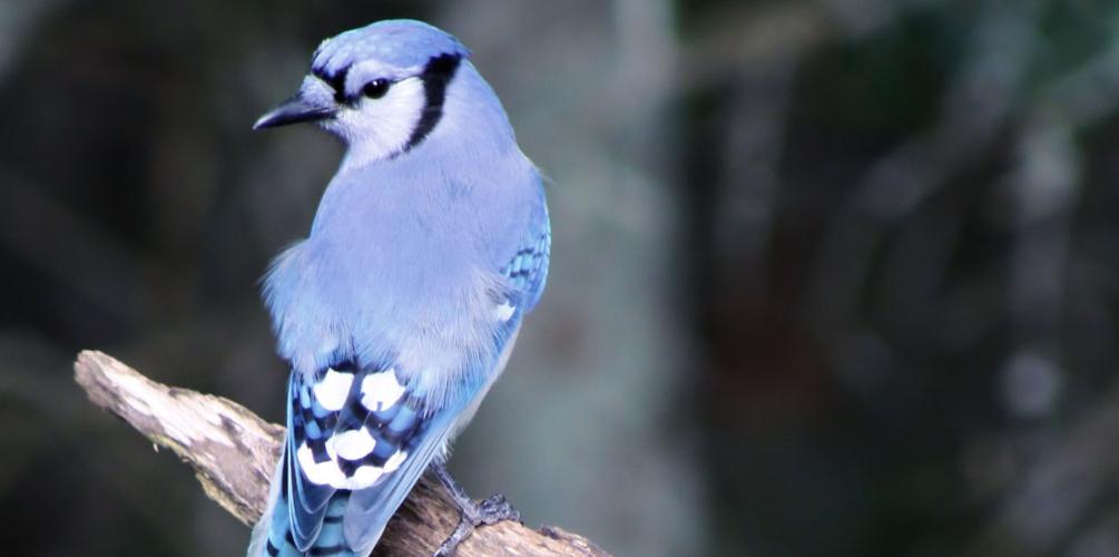 Perching Blue jay