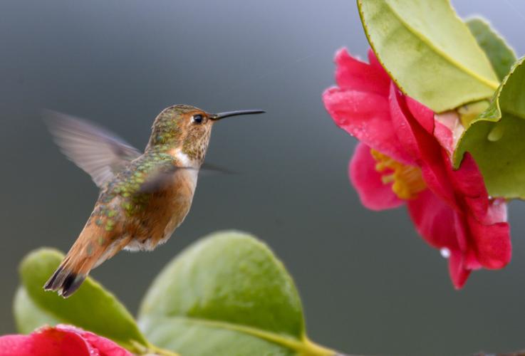 US-NEWS-SCI-HUMMINGBIRDS-COLORS-1-ZUM