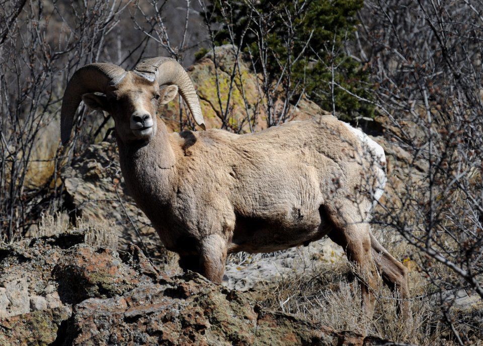 Garden of Gods' Bighorn Sheep Day a chance to spot iconic animal in iconic place