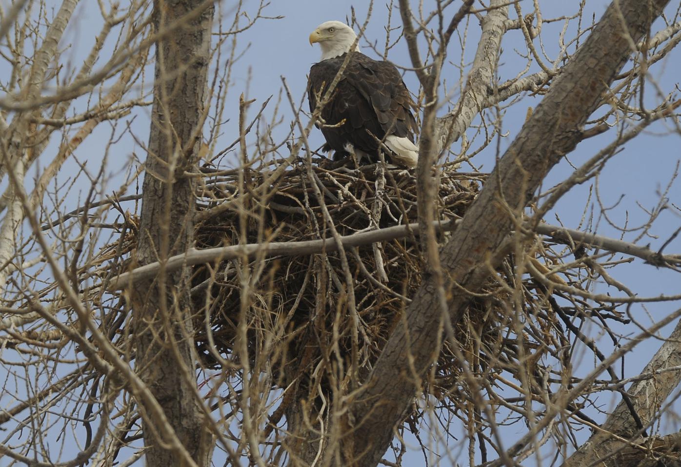 eagles