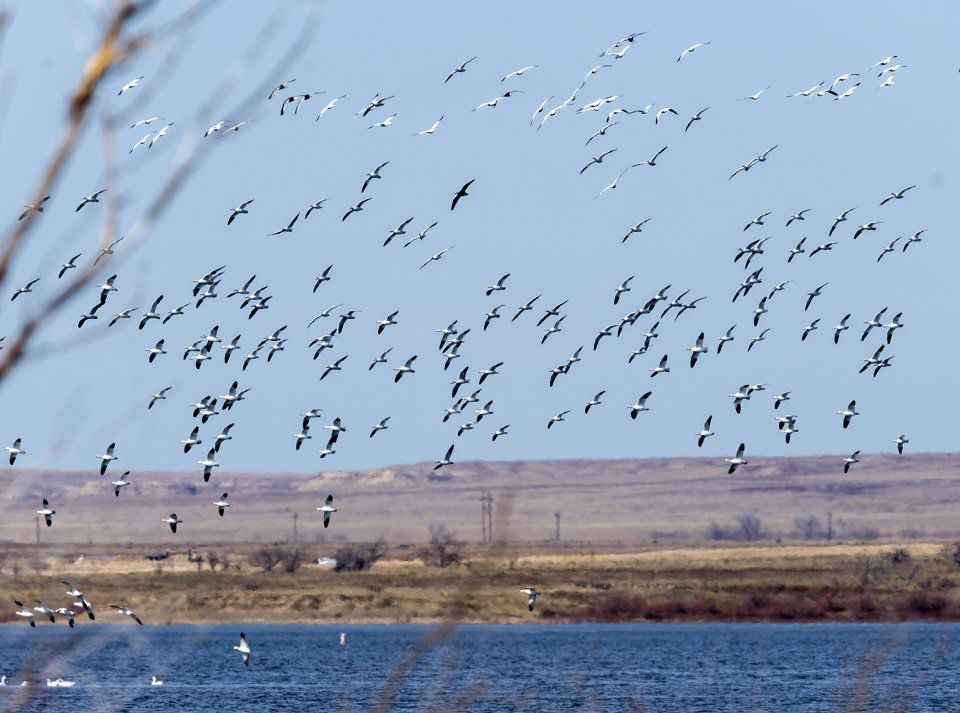 Bald eagles seem fewer across southeast Colorado, but they remain at one oasis on the plains