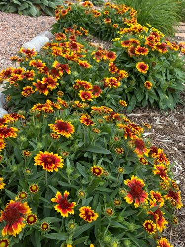 Year-round Gardening: Perennials to consider for fall color