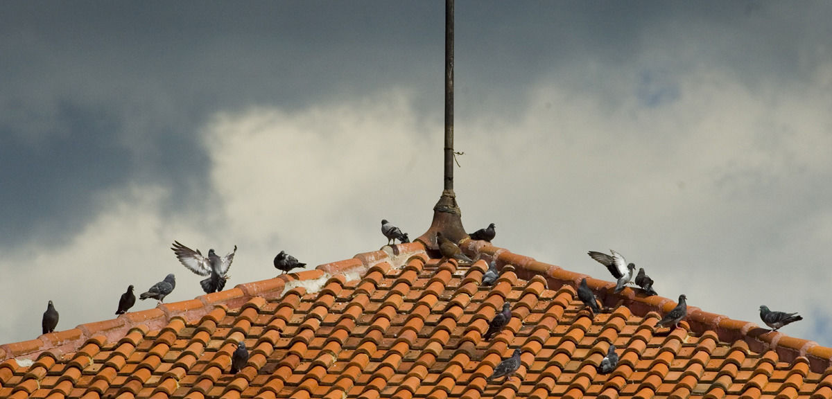 Around the House: Pesky pigeon problem not easy to solve