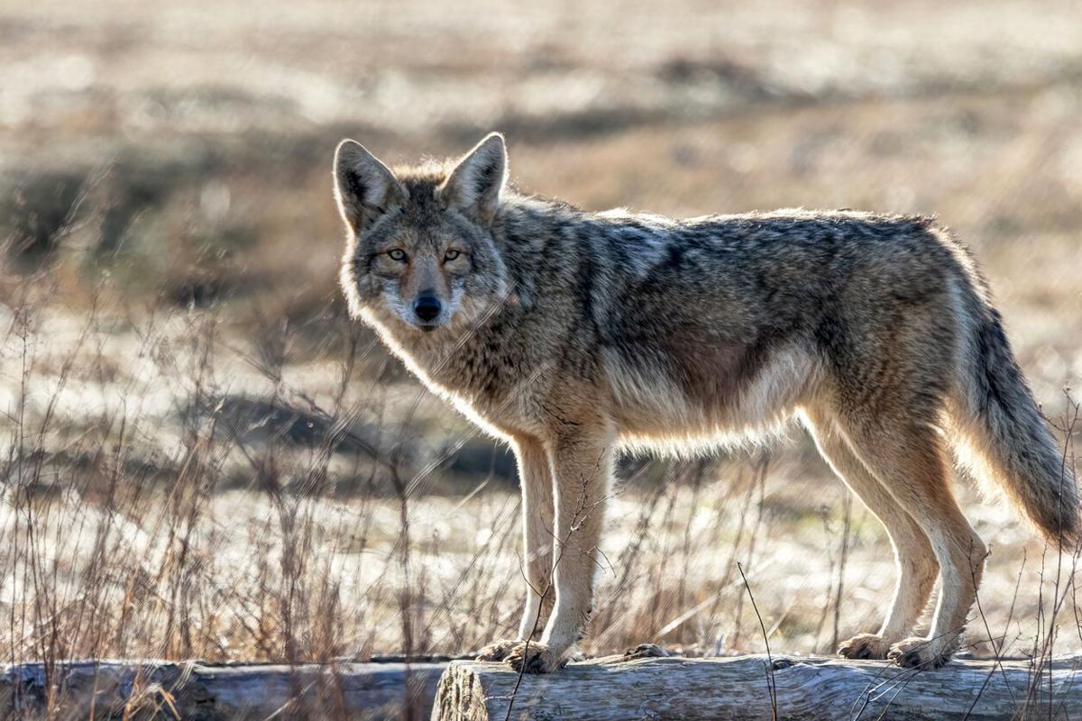 [VIDEO] Beachgoer chased by coyote for 10 minutes in Massachusetts