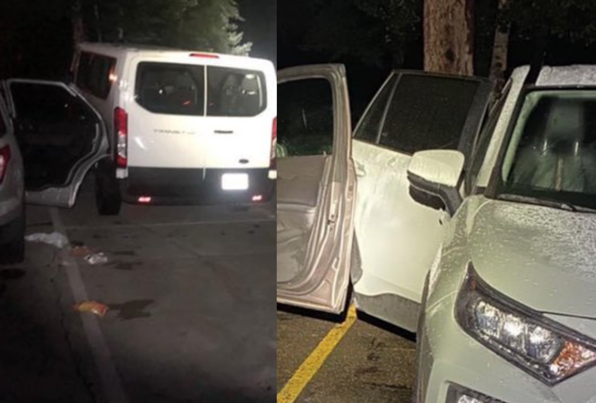 Bear breaks into 8 vehicles in single night in Colorado