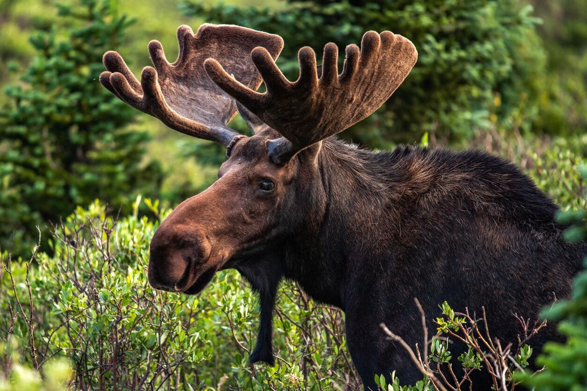 [VIDEO] Moose charges hiker as wildlife encounter quickly escalates in Colorado