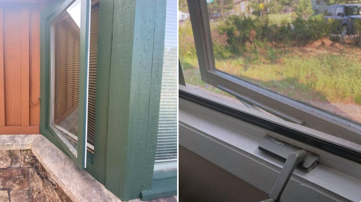 Bears heading “straight to the refrigerator” in string of Colorado break-ins