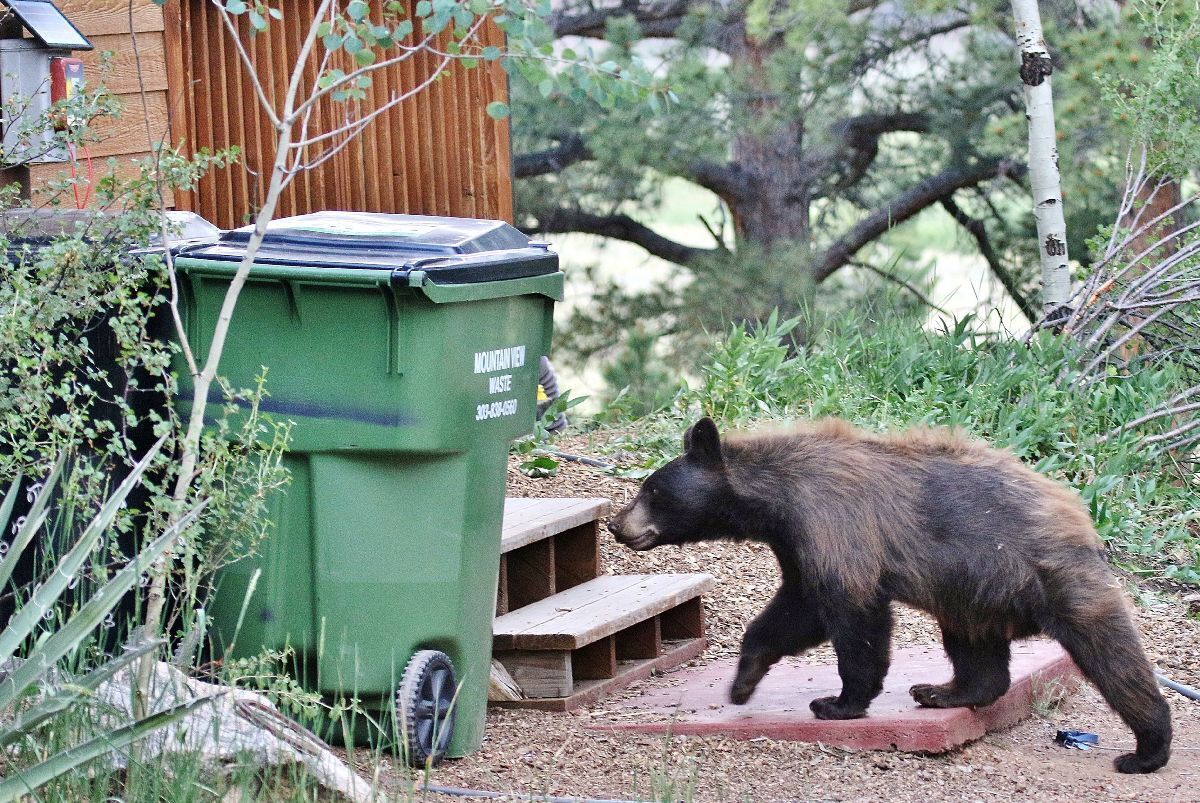 Colorado black bears now eating more than 20,000 calories in single day