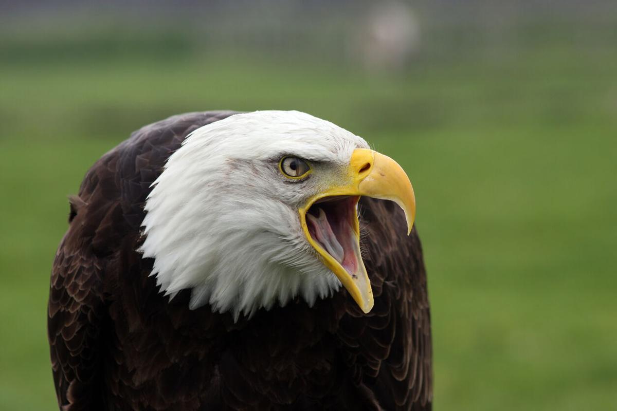 [WATCH] Bald eagle and coyote fight over headless carcass in Montana