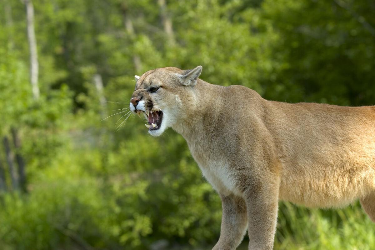 File photo fo cougar growling displaying teeth. Photo Credit: JohnPitcher (iStock).