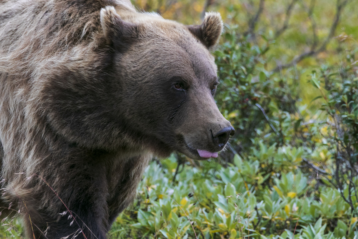 File photo of grizzly. Photo Credit: Paul Racenet (iStock). (Paul Racenet)