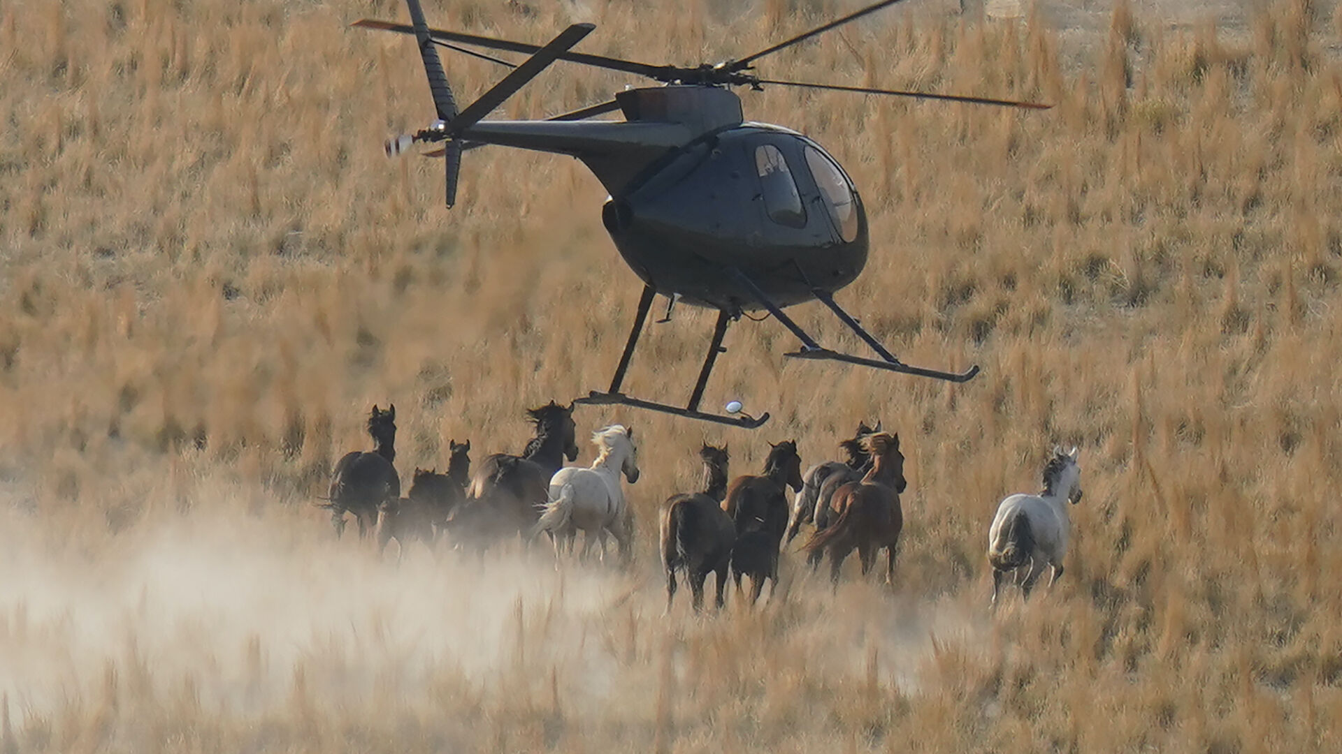 A helicopter pushes wild horses during a roundup on July 14, 2021, near U.S. Army Dugway Proving Ground, Utah. Federal land managers are increasing the number of horses removed from the range this year during a historic drought. They say it's necessary to protect the parched land and the animals themselves, but wild-horse advocates accuse them of using the conditions as an excuse to move out more of the iconic animals to preserve cattle grazing. ((AP Photo/Rick Bowmer))