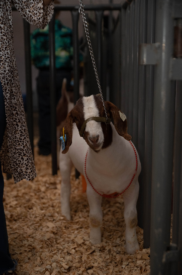 A goat at the Colorado State Fair's 58th annual Junior Livestock Sale on Tuesday. (Courtesy of the Colorado State Fair)