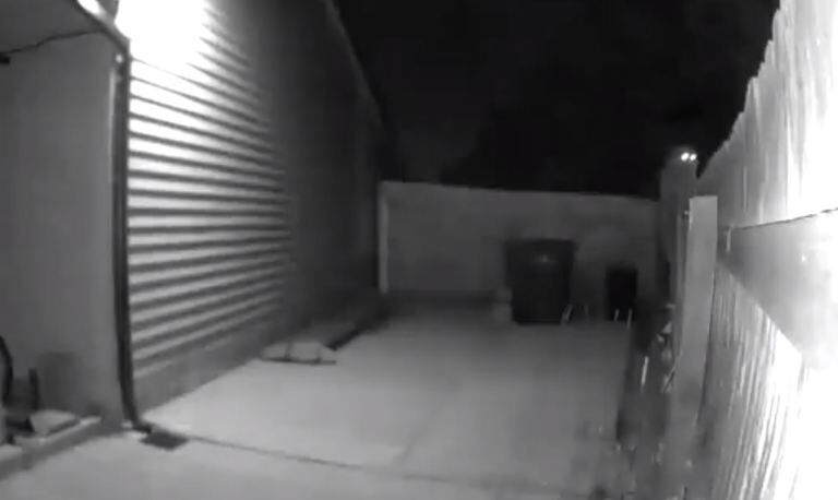 [VIDEO] Mountain lion caught on the prowl in Colorado neighborhood