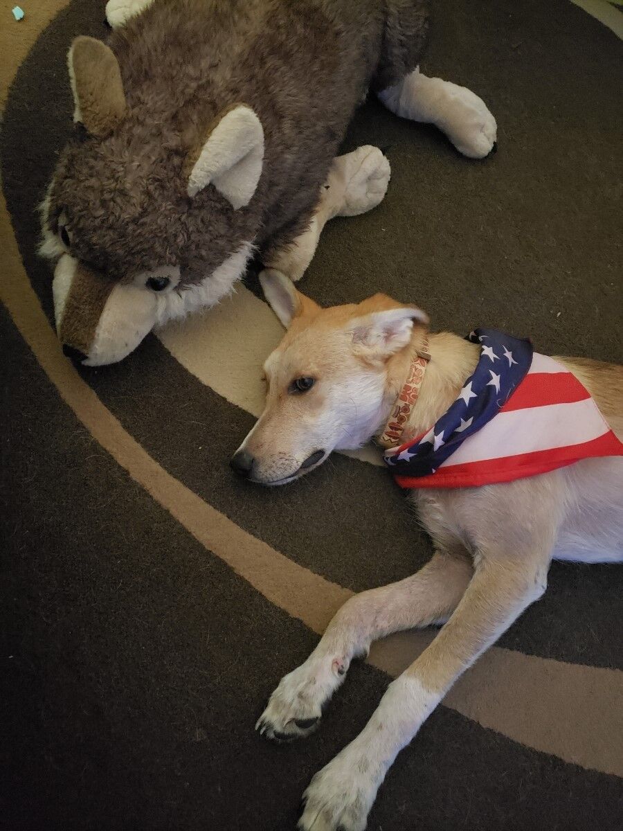 National Dog Day: Colorado Springs man reflects on pet rescue from Afghanistan