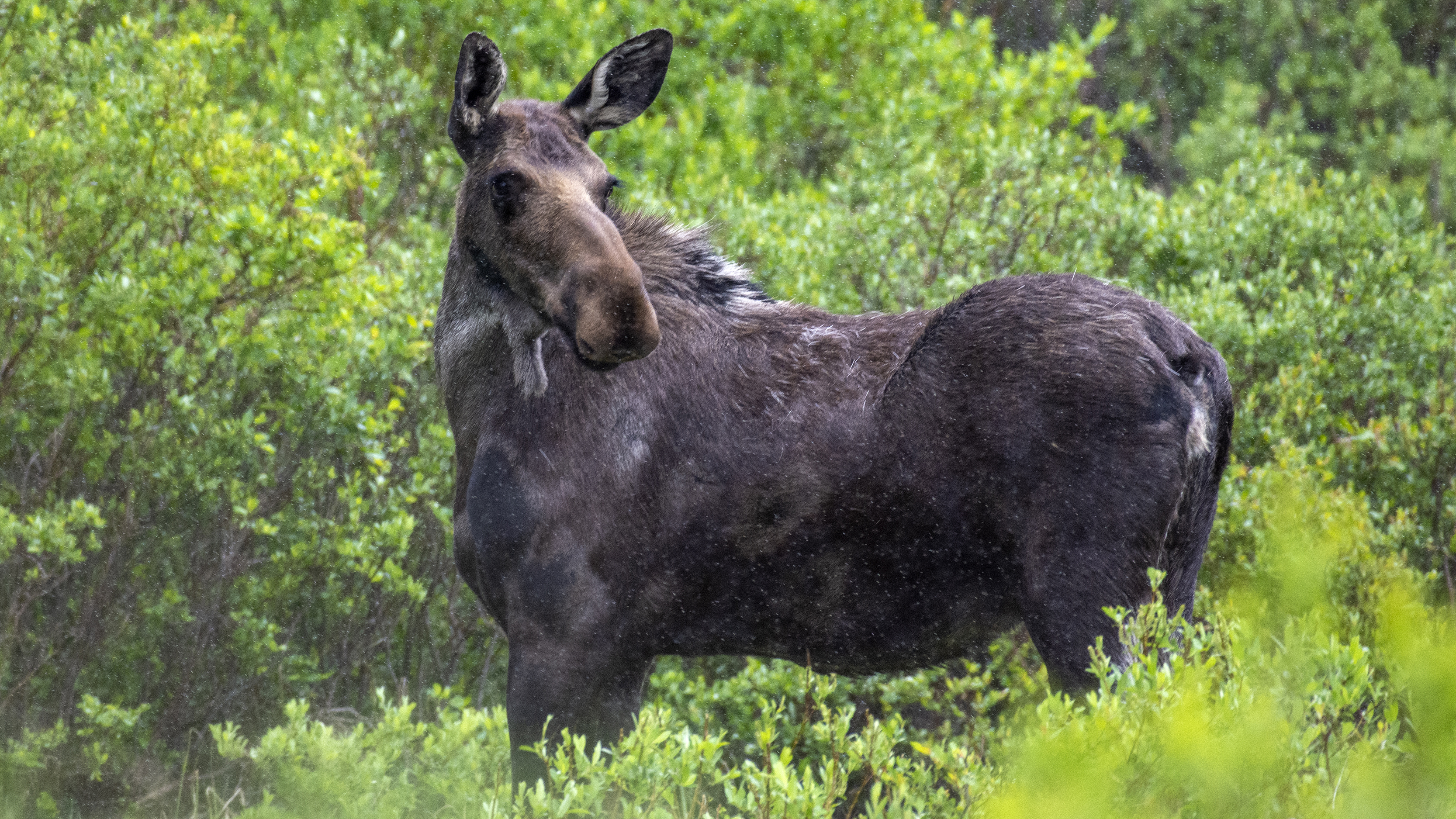 Man running with dogs attacked by moose in Colorado’s high country
