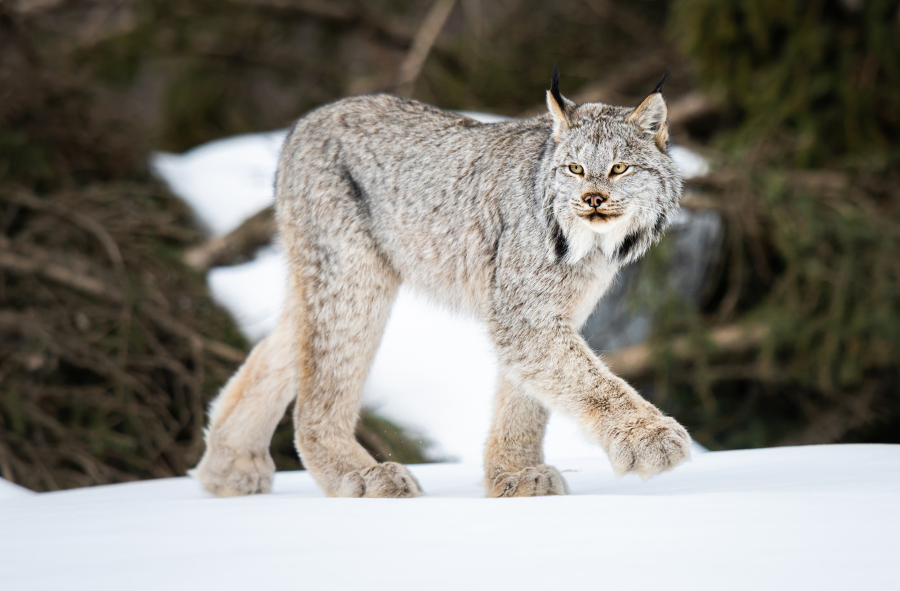 A Canadian lynx. Photo Credit: Jillian Cooper (iStock). (Jillian Cooper)