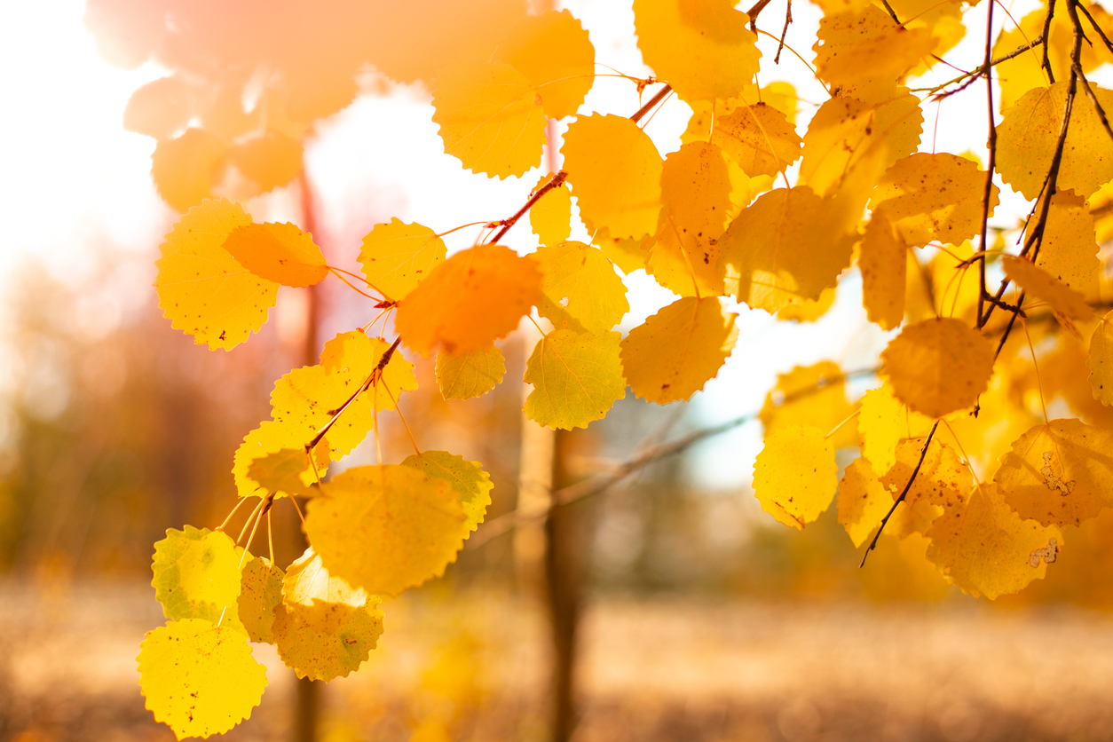 Fall Color Forecast 2021: When to expect fall colors in different parts of Colorado