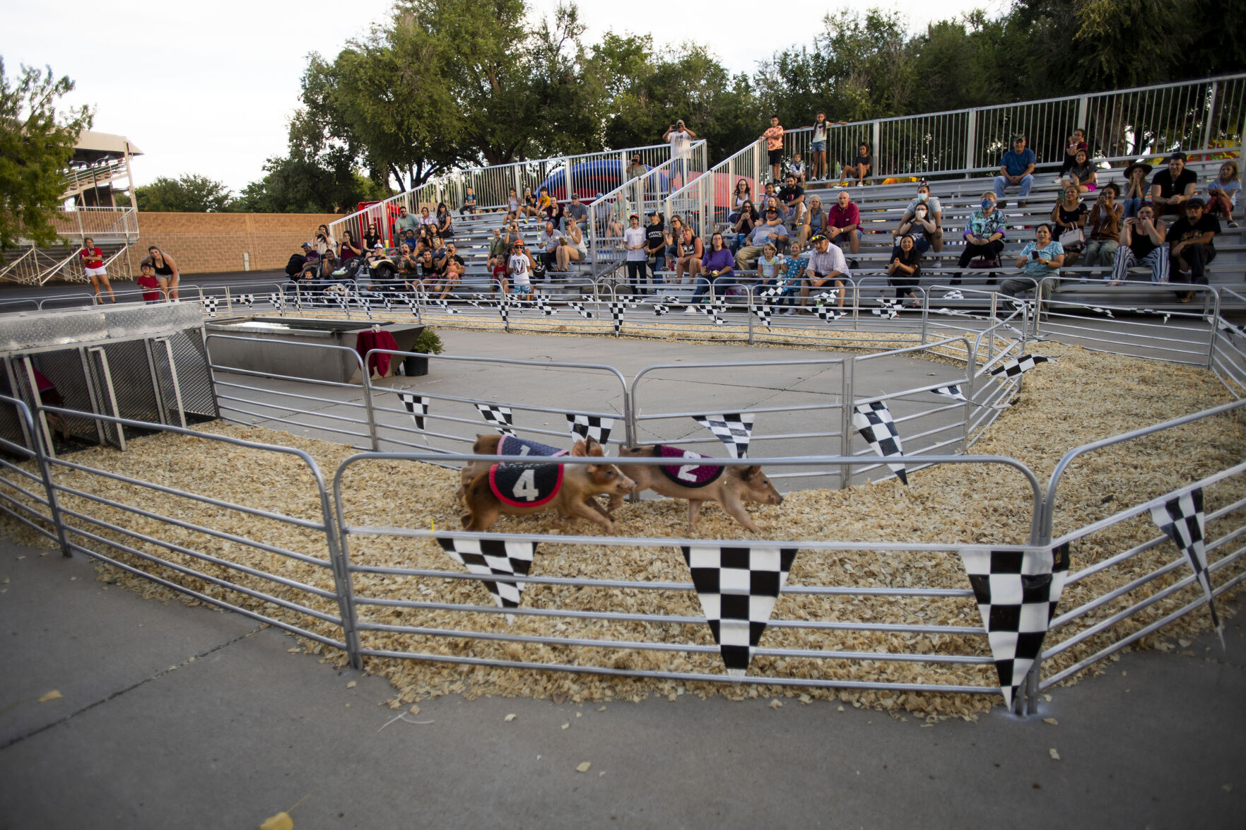A crowd watches the Swifty Swine Racing Pigs during the Colorado State Fair in Pueblo, Colo., on Friday, August 27, 2021. The fair kicked off on Friday and runs through Sept. 6. at the Colorado State Fairgrounds. (Chancey Bush/ The Gazette) (Chancey Bush/ The Gazette)