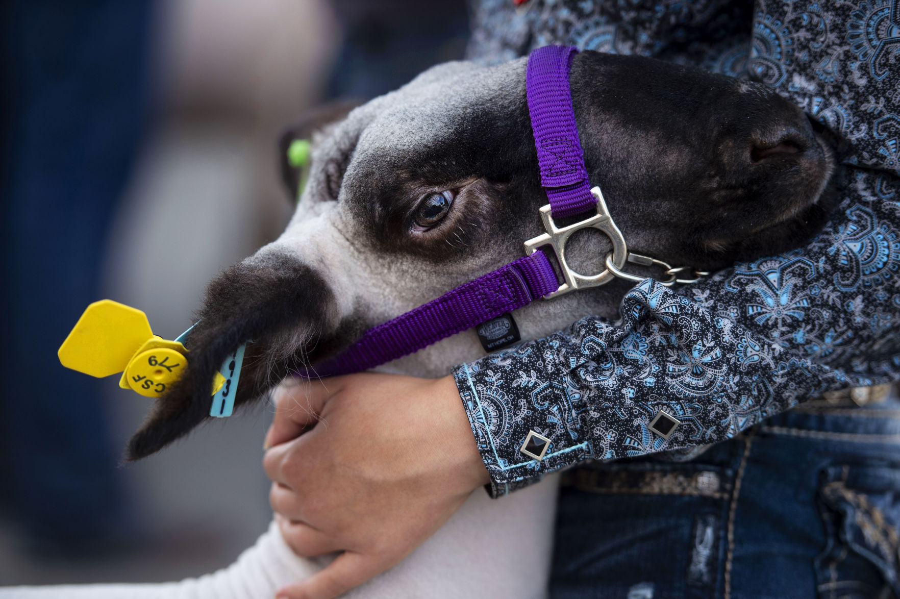 Bella Campbell, 13, shares a moment with her sheep Elmer before she takes the ring during the Junior Livestock Auction at the Colorado State Fair in Pueblo on Tuesday, August 27, 2019. (Chancey Bush/ The Gazette) (Chancey Bush The Gazette)