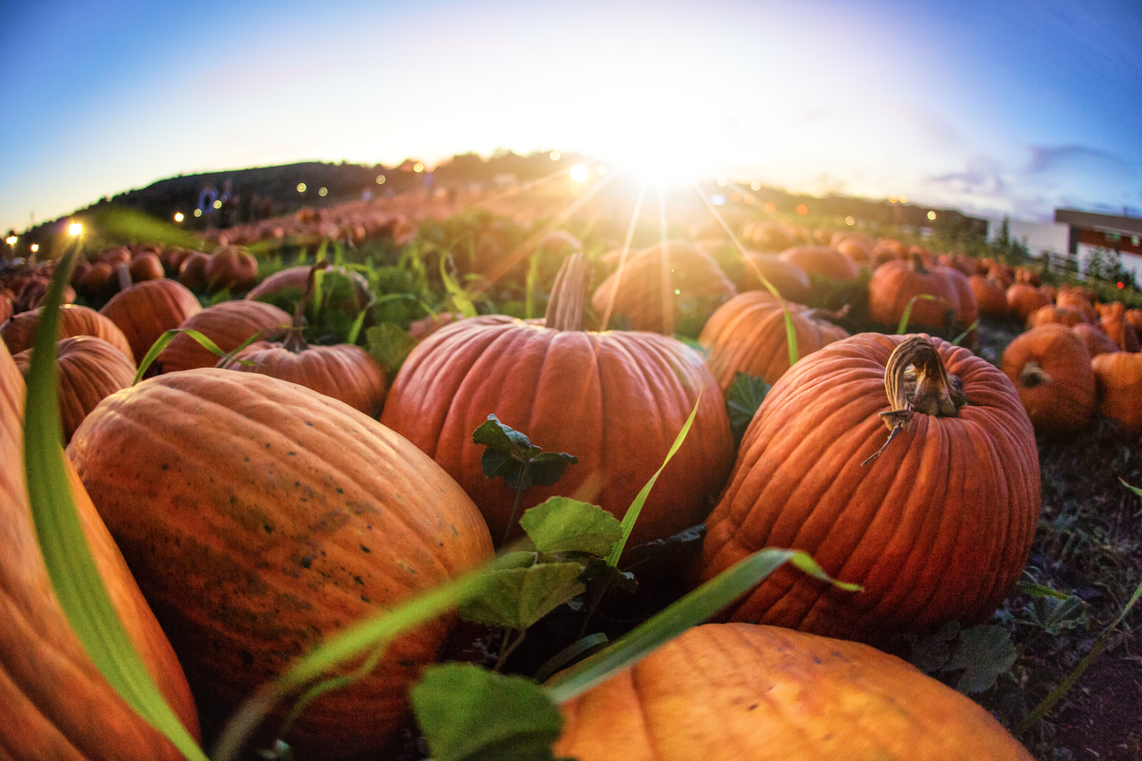 Photo Credit: ChrisLPhotography (iStock). (ChrisLPhotography)