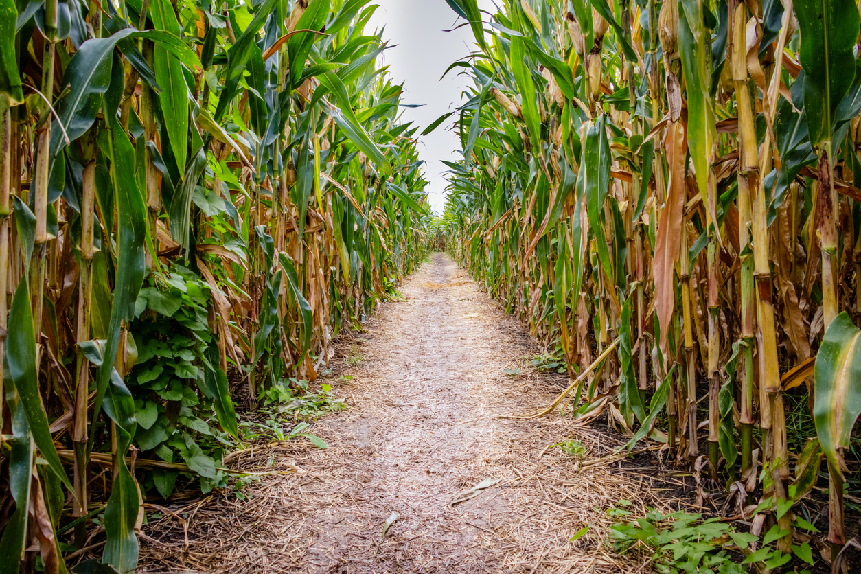 Photo Credit: Dennis Wegewijs (iStock). (Dennis Wegewijs)