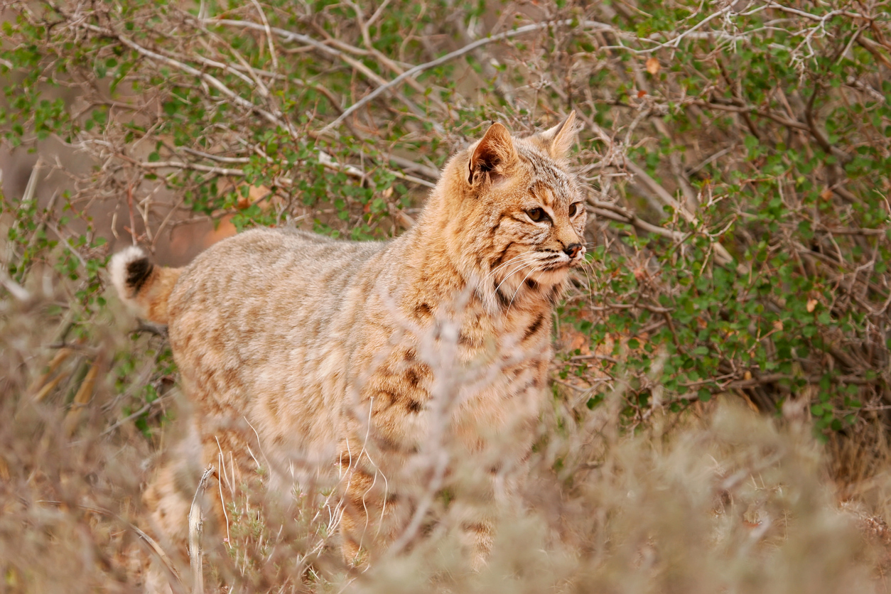File photograph of bobcat. Photo Credit: Donyanedomam (iStock). (Donyanedomam)