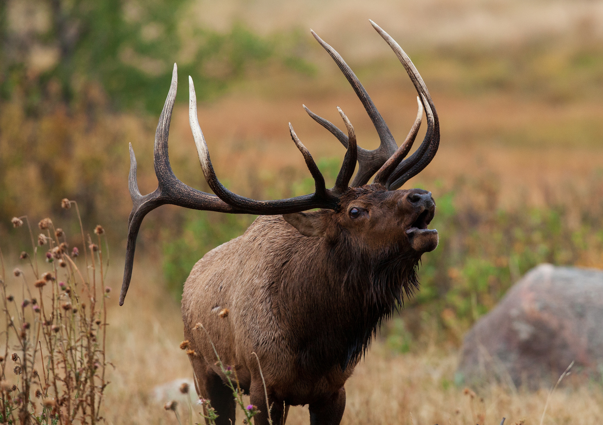 A large bull elk bugling. Photo Credit: Matt Kaminski (iStock). (Matt Kaminski)