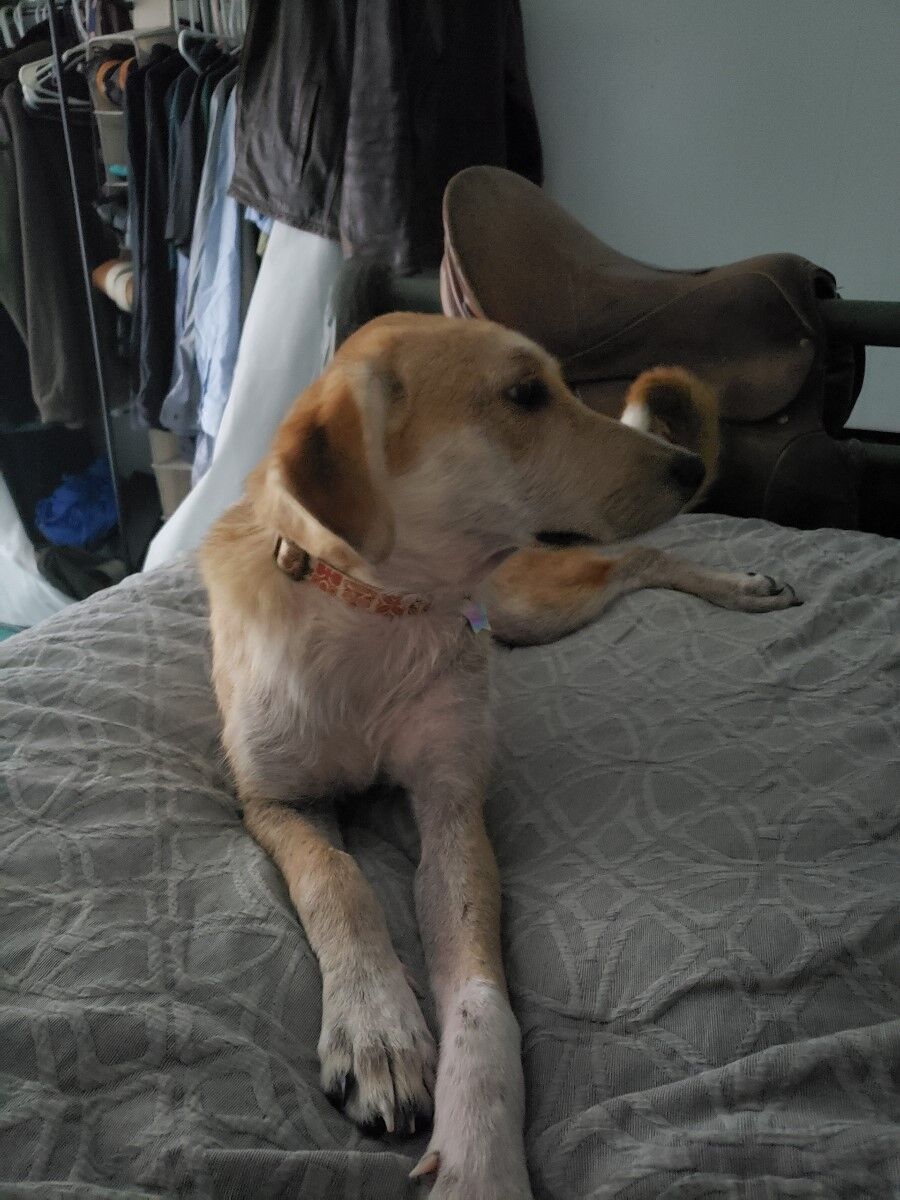 Alice, a dog rescued from Afghanistan. (Jeremy Gordon, The Gazette.)