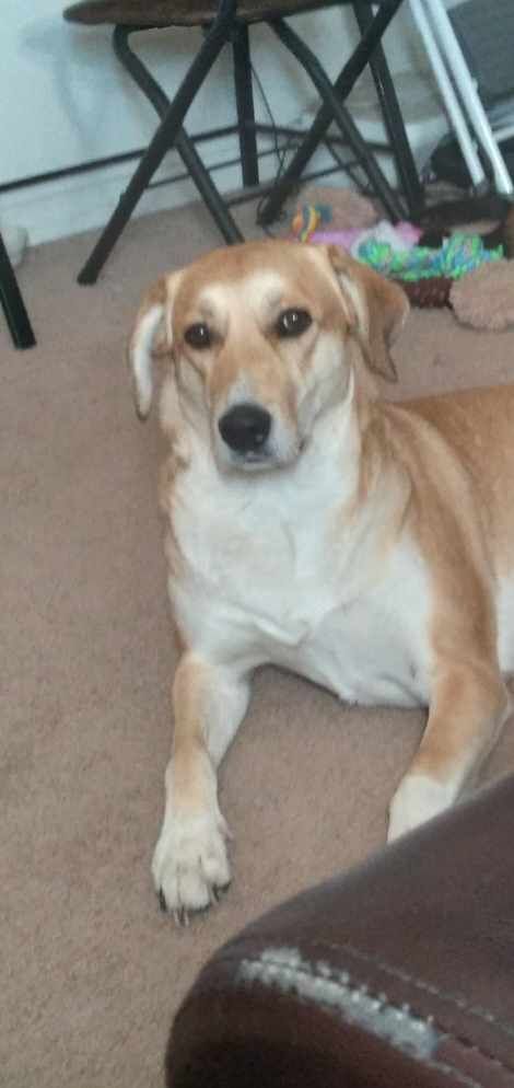 Alice, a dog rescued from Afghanistan. (Jeremy Gordon, The Gazette.)