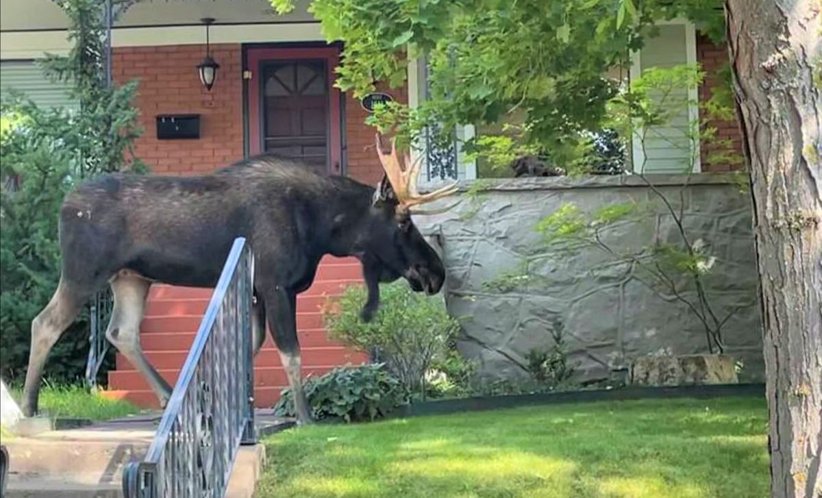 Large moose relocated after presence in Colorado town raises concern